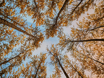 Nature, Trees, Autumn, Bottom View HD wallpaper