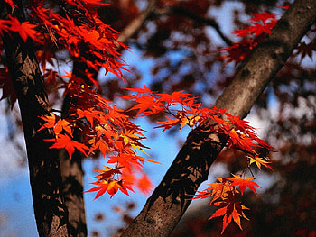 Autumn tree, autumn, season, tree, red HD wallpaper