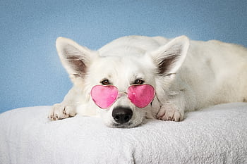 Adorable white dog wearing pink heart sunglasses on a soft surface against a blue background. HD wallpaper