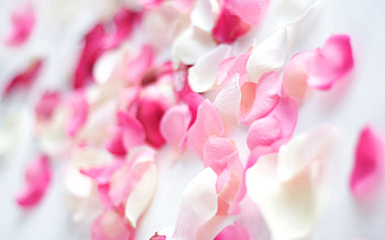 Flower, Macro, Light, Petals, Light Coloured HD wallpaper