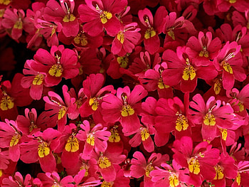 Plants, Flowers, Background HD wallpaper