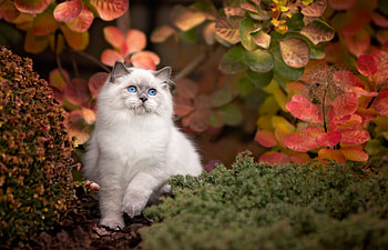 Outdoors, Ragdoll HD wallpaper