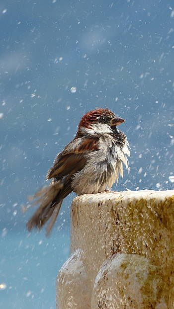 Zoey Tremblay's post, Bird lover, Mobile background HD phone wallpaper