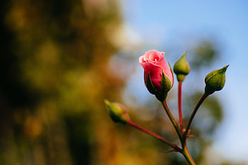 Pink, Flower, Macro, Rose Flower, Rose, Bud HD wallpaper