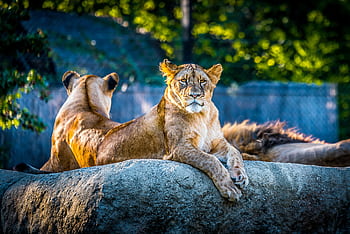 Two majestic lions basking in the sun at the Zagreb Zoo, Croatia. HD wallpaper