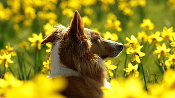 Animals, Flowers, Dog, Sunlight HD wallpaper