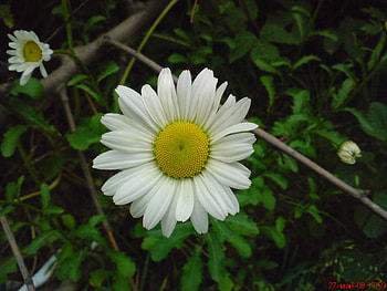 Plants, Flowers, Camomile HD wallpaper