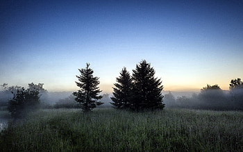 Nature, Trees, Grass, Forest, Fog HD wallpaper