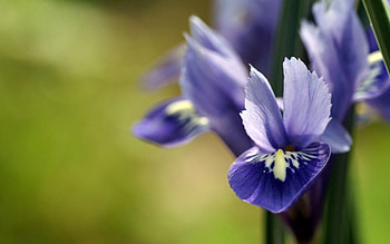 Background, Flower, Plant, Macro, Petals HD wallpaper