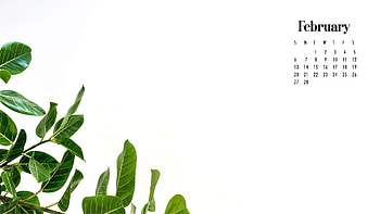 Green Leaves February Calendar White Background February HD wallpaper