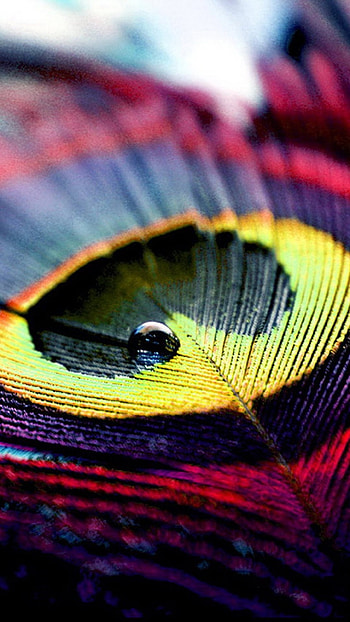 Peacock Feather, Colorful, Feather Art HD phone wallpaper