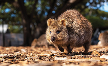 Beyond the smile, Quokka fascination, Australian wildlife, Conservation efforts HD wallpaper
