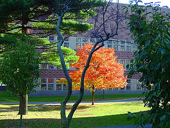 A little bit of autumn, green, trees, building, grass, autumn tree HD wallpaper