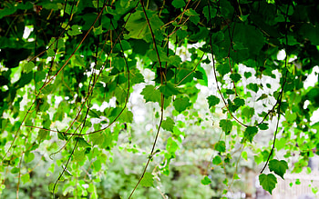 Nature, Trees, Leaves, Branch HD wallpaper