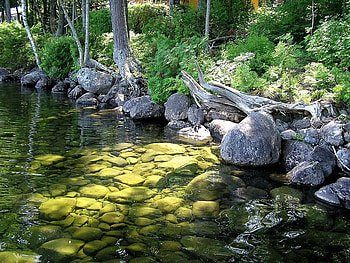 Calm Brook, trees, water, brook, stones HD wallpaper