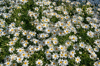 Daisies, white, flowers, nature, pretty HD wallpaper