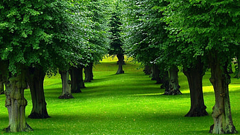 Tree in park, , Nature background, Outdoor scenery HD wallpaper