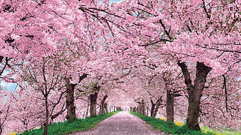 Cherry Blossom Cool Backgrounds HD wallpaper