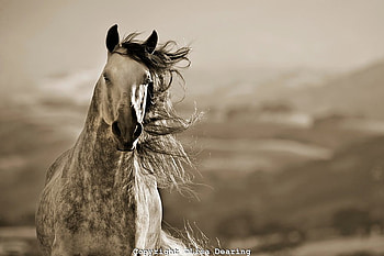 Welcome To My Homeland, spanish, andalusian, horses, grey HD wallpaper