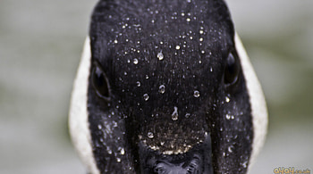goose head and water droplets, goose, wet, bird, droplets HD wallpaper