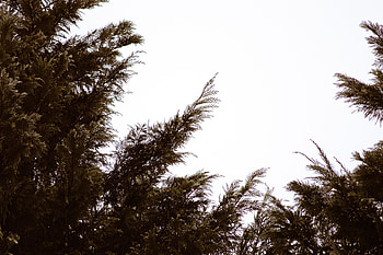 Sky, Coniferous, Plant, Minimalism, Branches HD wallpaper