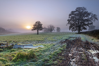 Nature, Trees, Sun, Fog, Field HD wallpaper