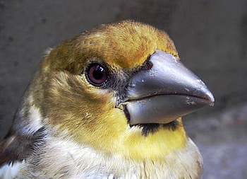 Bird, animal, yellow HD wallpaper