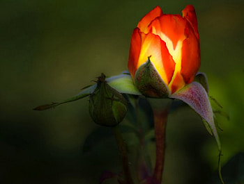 Summer fire, flowers, roses HD wallpaper
