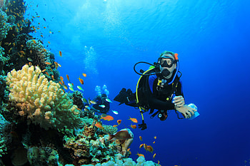 Coral reef, Scuba Diving HD wallpaper