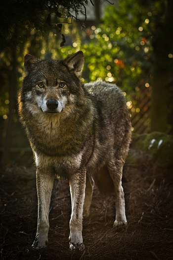 Animals, Predator, Grey, Wolf, Animal HD phone wallpaper