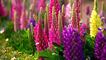 spring glory spring x for backgrounds screensavers nature flowers HD wallpaper