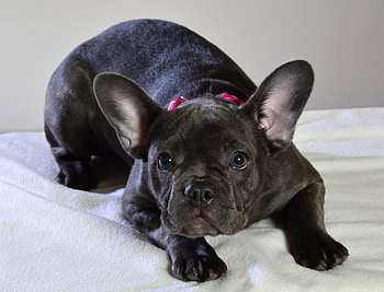 Cute, black dog, animal, french bulldog HD wallpaper