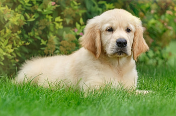 Golden Retriever, puppy, Golden, Retriever, Dog HD wallpaper