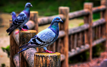 Pigeon species, Feathered friends, Urban dwellers, Pigeon behavior HD wallpaper