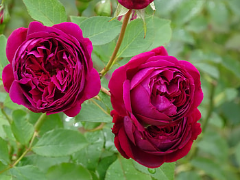 Roses, Flowers, Nature, Red HD wallpaper
