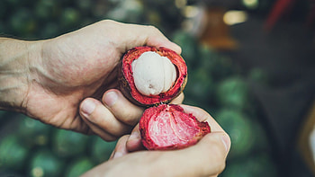 Mangosteen, International diplomats, Livestreaming, Unique marketing HD wallpaper