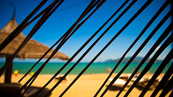 Nature, Leaves, Beach, Palm HD wallpaper