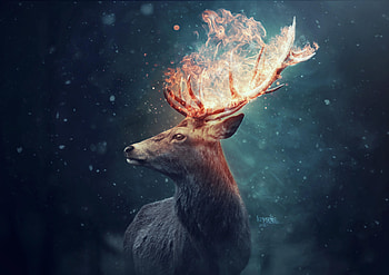 The Deer, deer, animals, manipulation, deviantart HD wallpaper