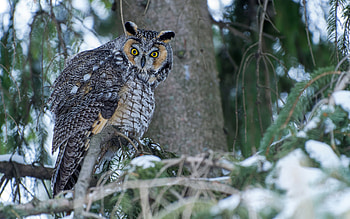 Owl, animal, bird, tree HD wallpaper