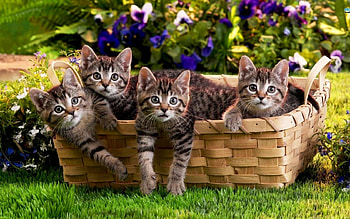 Animals, Cats HD wallpaper