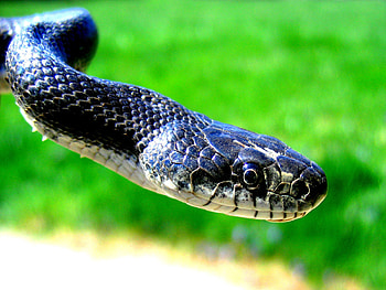 Snake, reptiles, animals, green HD wallpaper