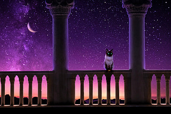 Kitty sitting at night, night, digital, moon, art, kitty, cat, dark HD wallpaper