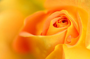 Rose, skin, petals, flower, texture, trandafir, orange, vara, summer HD wallpaper