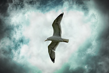 Clouds, sky, seagull HD wallpaper