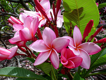 Flowers, Leaves, Shadow, Buds, Plumeria HD wallpaper