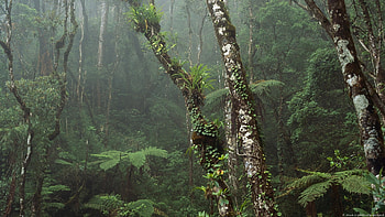 amazon, forest, fern, tree HD wallpaper