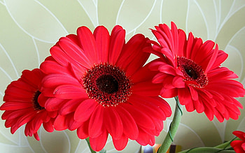 GERBERAS, PETALS, LEAVES, COLORS, STEM HD wallpaper