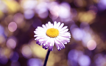Flower, Macro, Glare, Petals HD wallpaper
