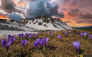 Crocuses in Mountains, purple, clouds, mountains, crocuses HD wallpaper