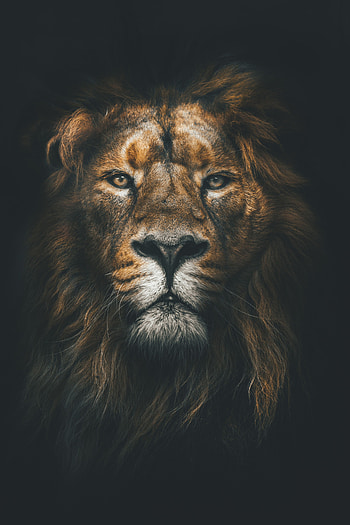 Sight, Animals, Muzzle, Lion, Predator, Opinion, Mane HD phone wallpaper